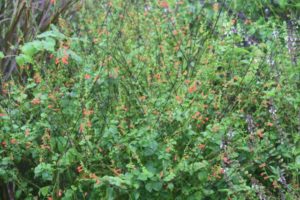 Salvia subrotunda flowering