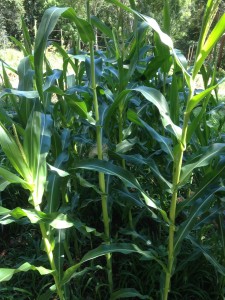 sweetcorn about to flower
