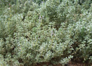 Variegated thyme makes a nice colour contrast