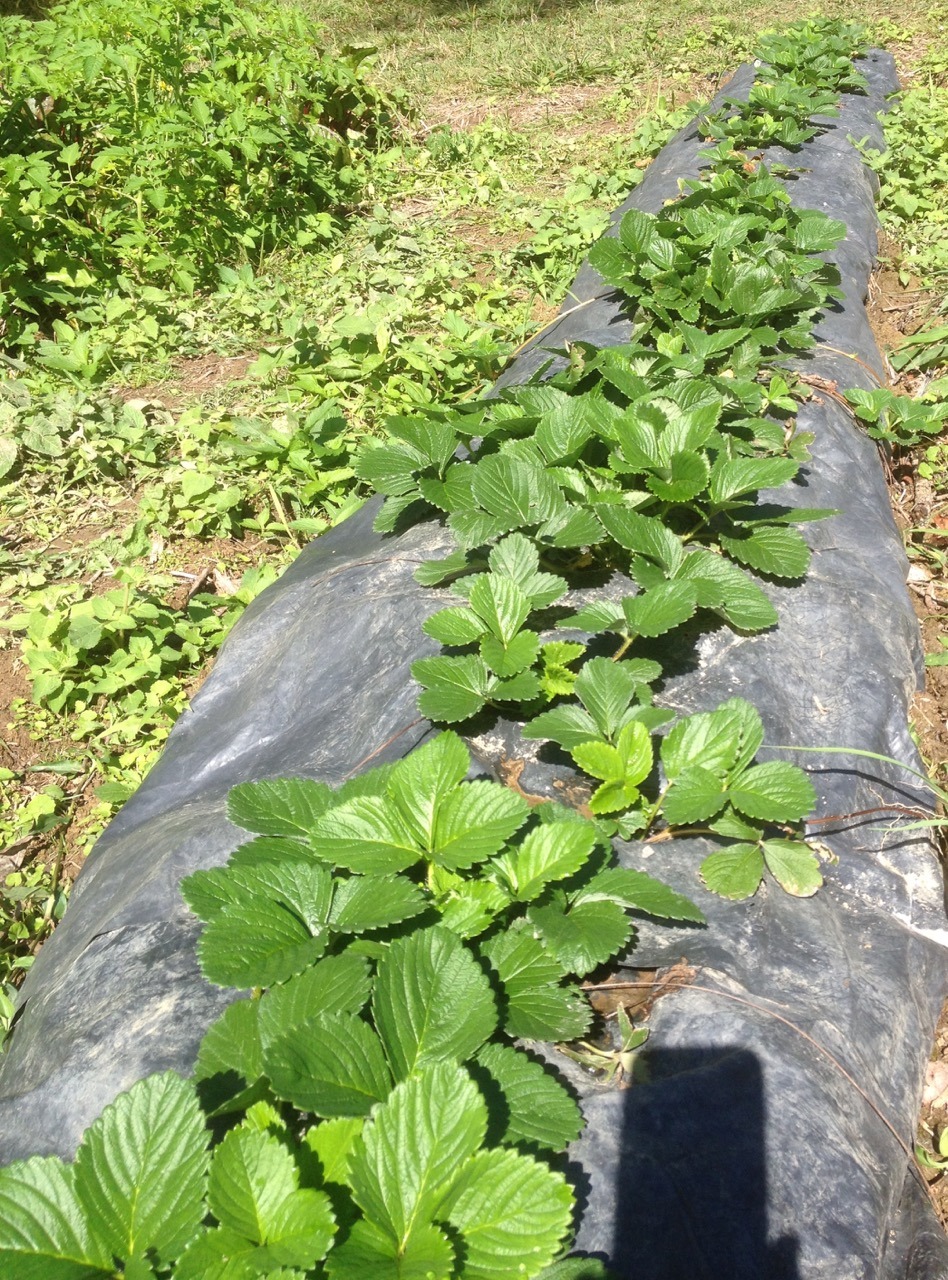 Growing strawberries over black plastic - SpadeRunner